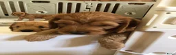 Cockapoo dogs for sale: Adorable Cockapoo Puppies  - Advert 5
