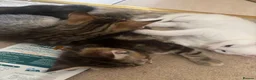Mixed Breed cats for sale: Mix maincoon kittens - Advert 11