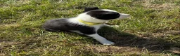 Border Collie dogs for sale: Border Collie Pups - Farm reared from working dogs - Advert 5