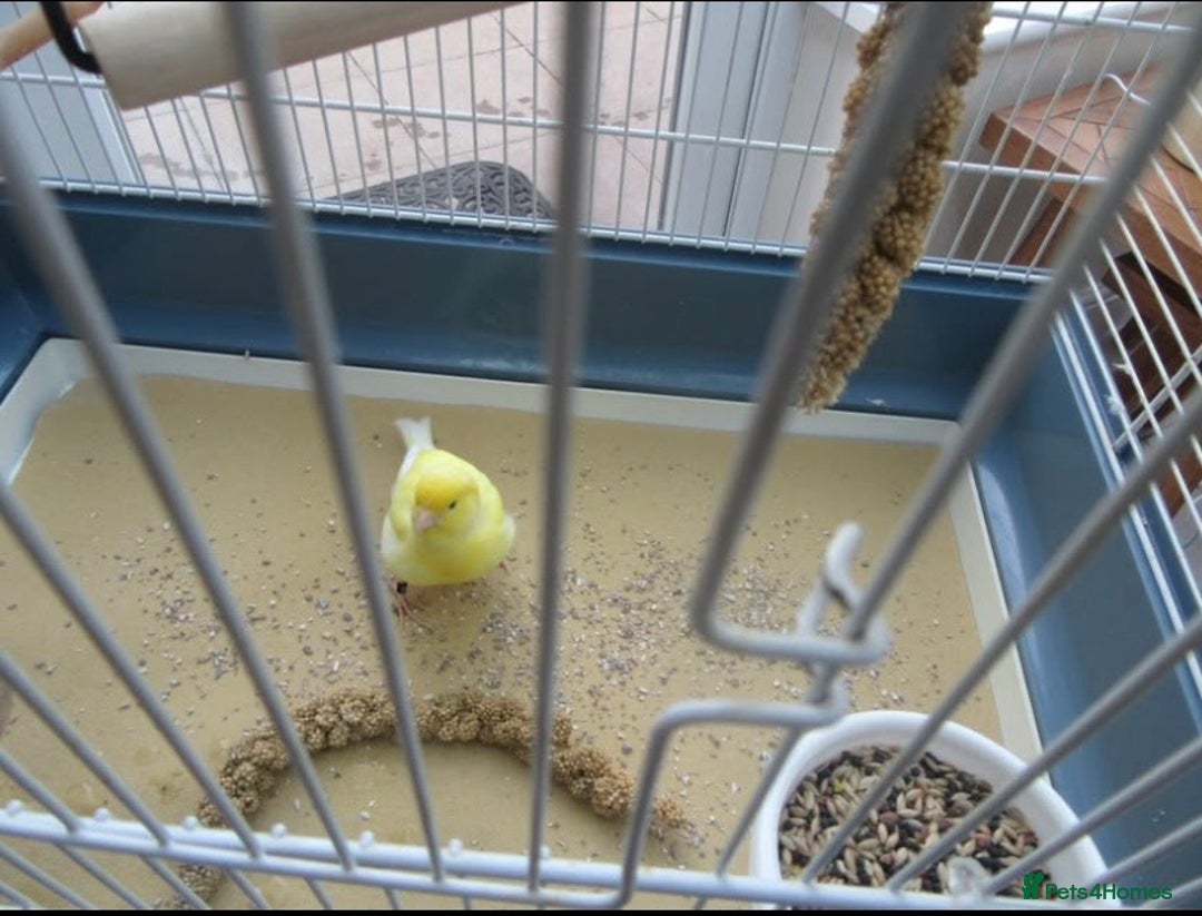 Canaries birds for sale: Male yellow canary with cage on stand  - Image 2
