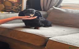 Dachshund dogs for sale: 2 girl fluffy dachshund puppys 6 months old  - Image 7