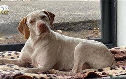 Pointer dogs for sale: French Pointer - Braque du Bourbonnais 🇫🇷  - Image 4