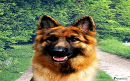 German Shepherd dogs for sale: German Shepherd Puppies from health tested parents - Image 2