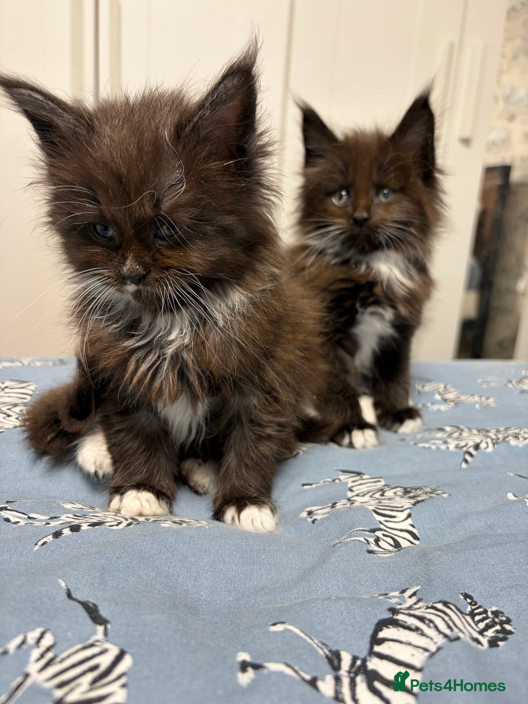 Maine Coon cats for sale: Champion Russian line full Maine coon kittens - Advert 3