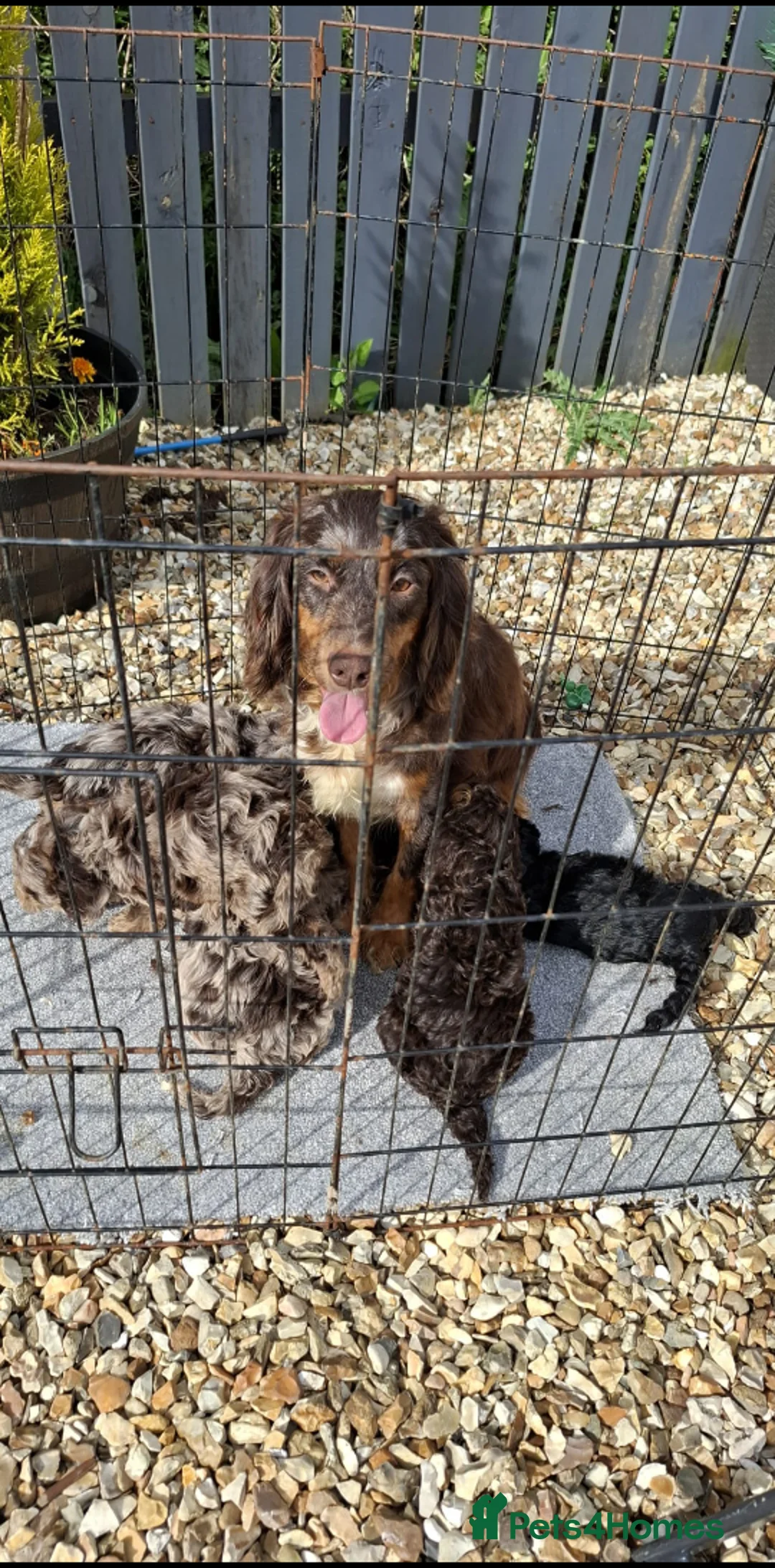 Cockapoo dogs for sale: Cockapoo puppies  - Advert 2