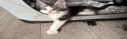 Maine Coon cats for sale: Xl Maine coon kittens health tested parents Tica R - Advert 3