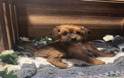 Yorkiepoo dogs for sale: Tiny Yorkipoos beautiful fluff balls puppies - Image 11