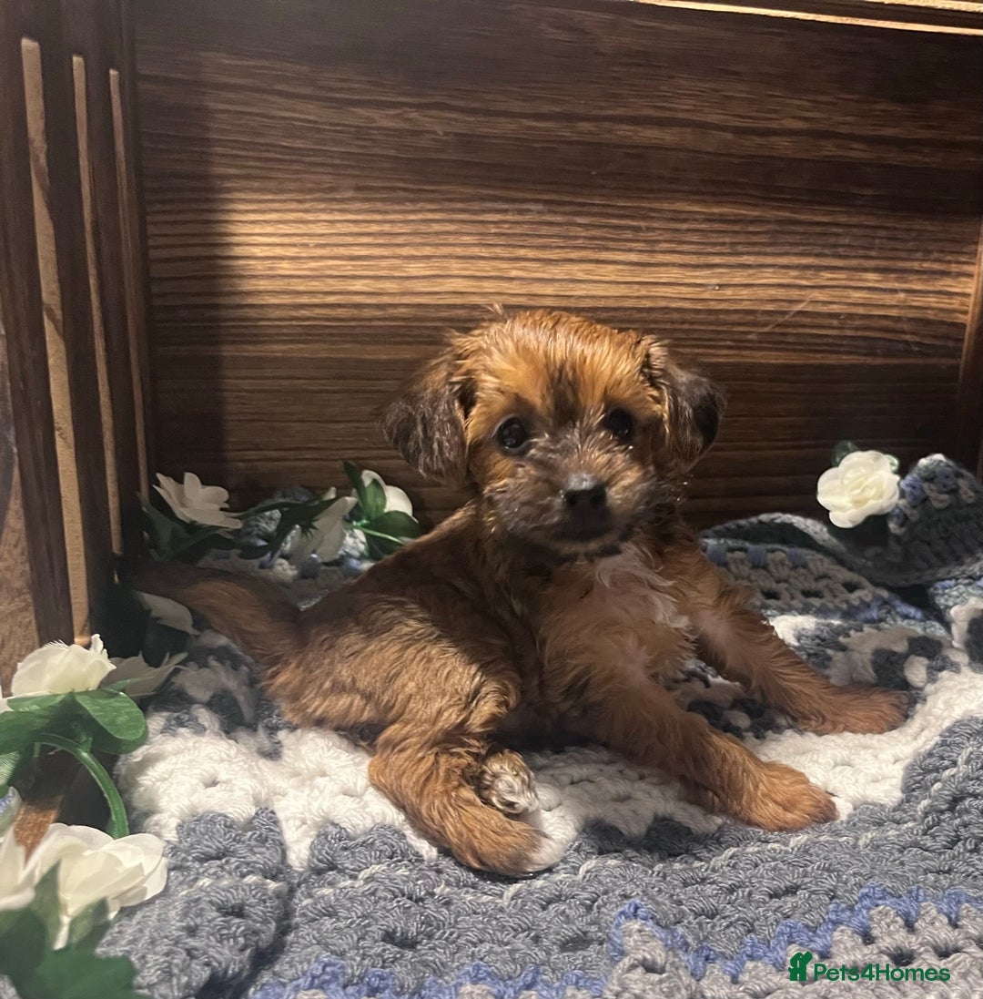 Yorkiepoo dogs for sale: Tiny Yorkipoos beautiful fluff balls puppies - Image 11