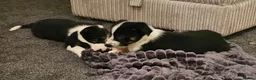 Border Collie dogs for sale: Outstanding Working Border Collie Puppies  in York - Advert 2