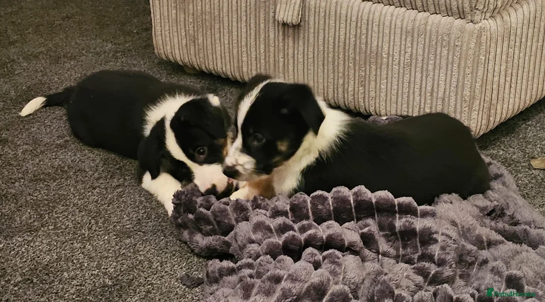 Border Collie dogs for sale: Outstanding Working Border Collie Puppies  in York - Advert 2