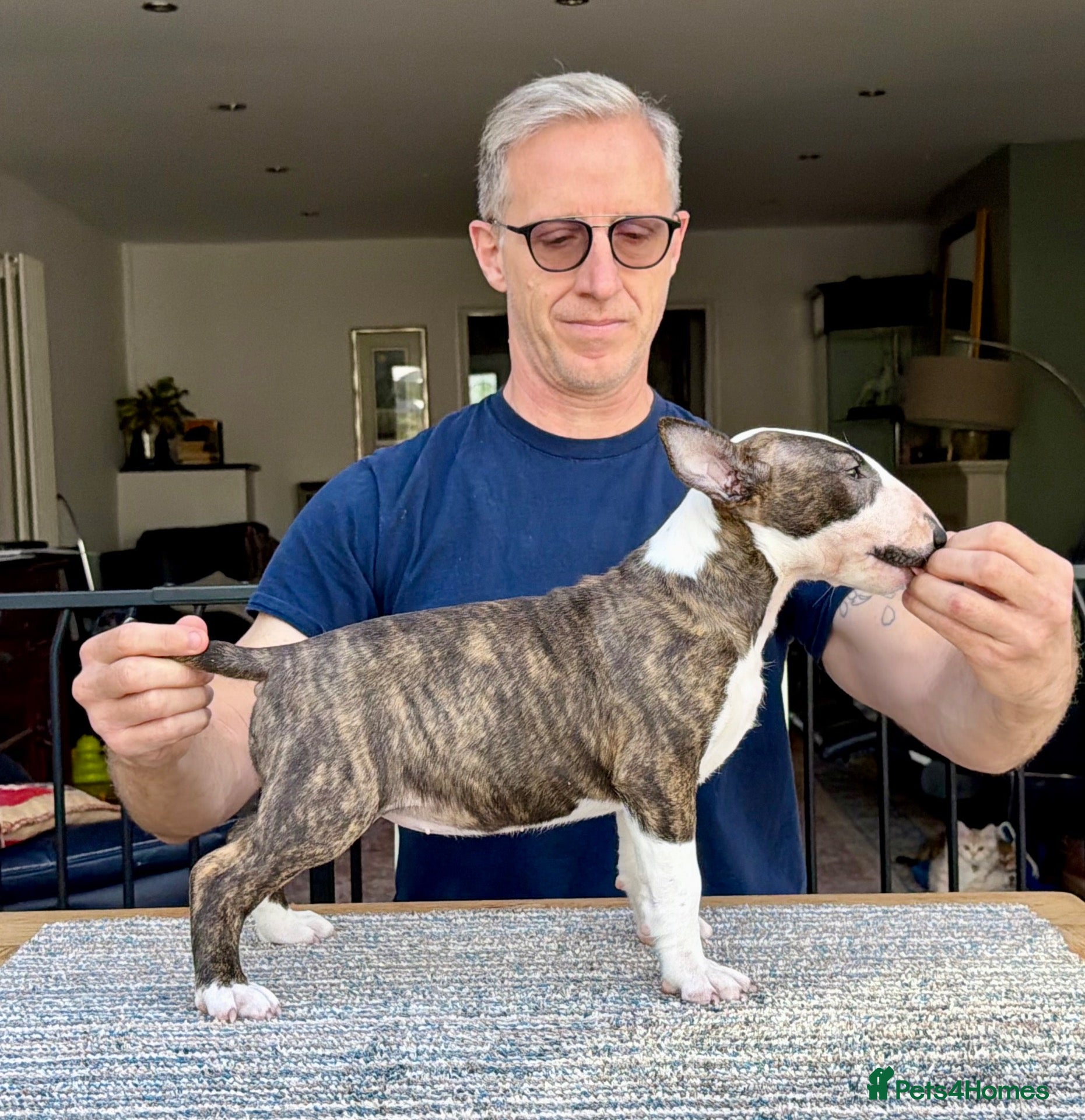Bull Terrier dogs Champion bred healthy, chunky, friendly BT puppies - Advert 3