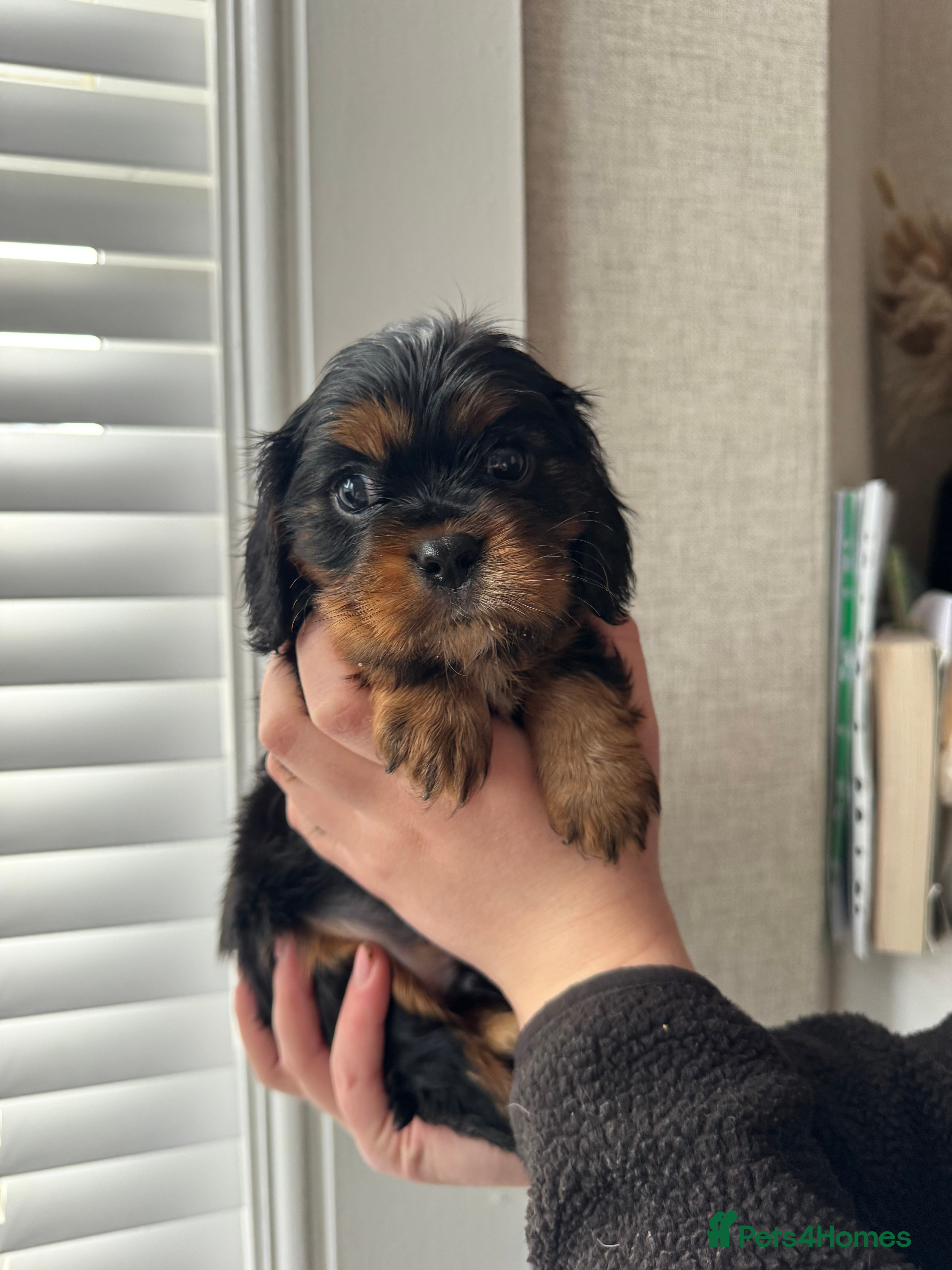 Cavalier King Charles Spaniel dogs KC - Health Tested Cavalier King Charles Spaniels  - Advert 6