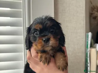 Cavalier King Charles Spaniel dogs KC - Health Tested Cavalier King Charles Spaniels - Advert 6