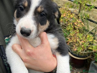 Border Collie dogs - Advert 8