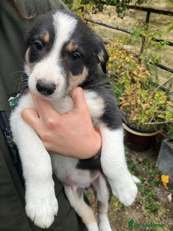 Border Collie dogs - Advert 12