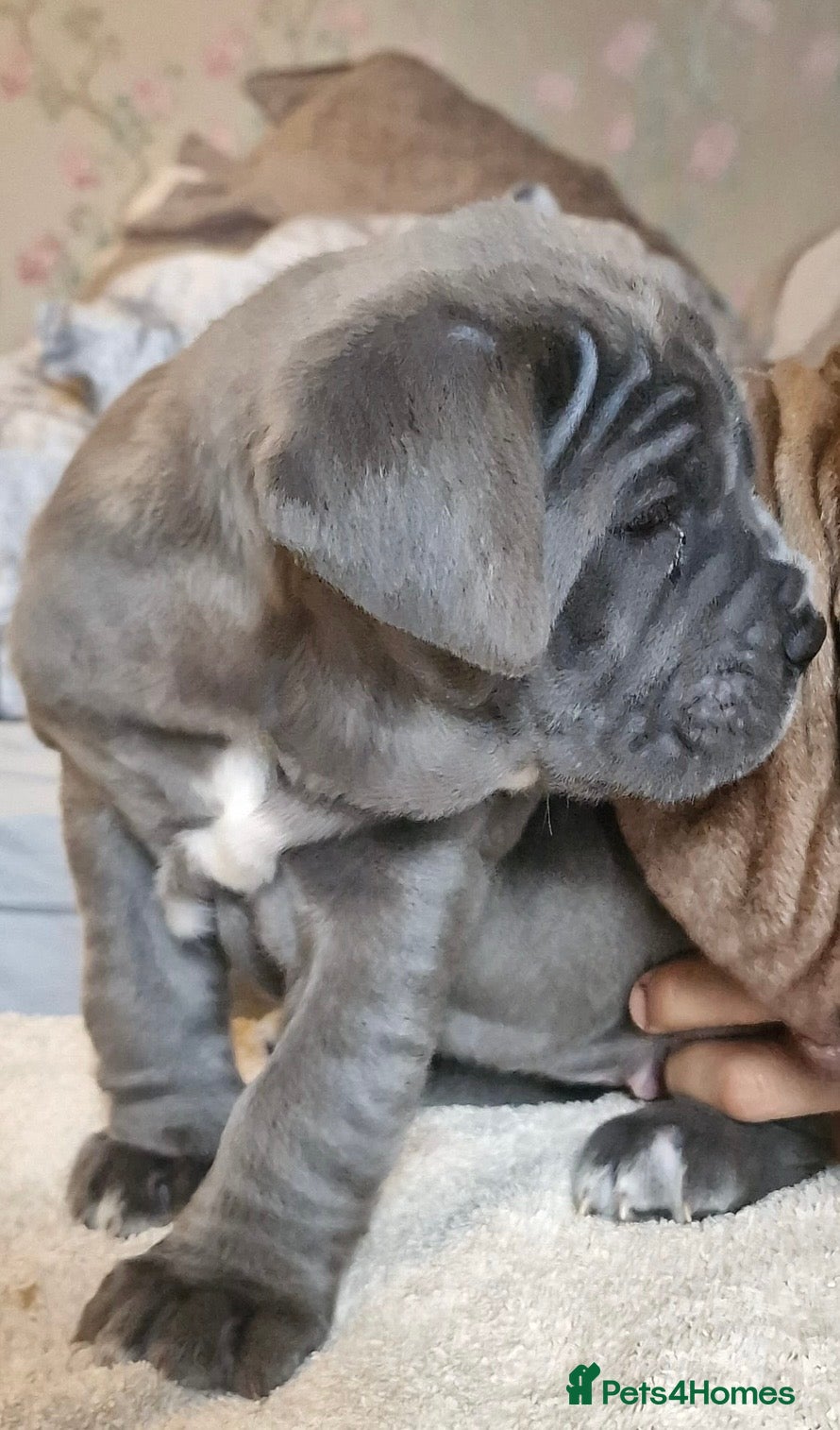 Neapolitan Mastiff dogs for stud: Neapolitan Mastiff Stud  - Advert 12