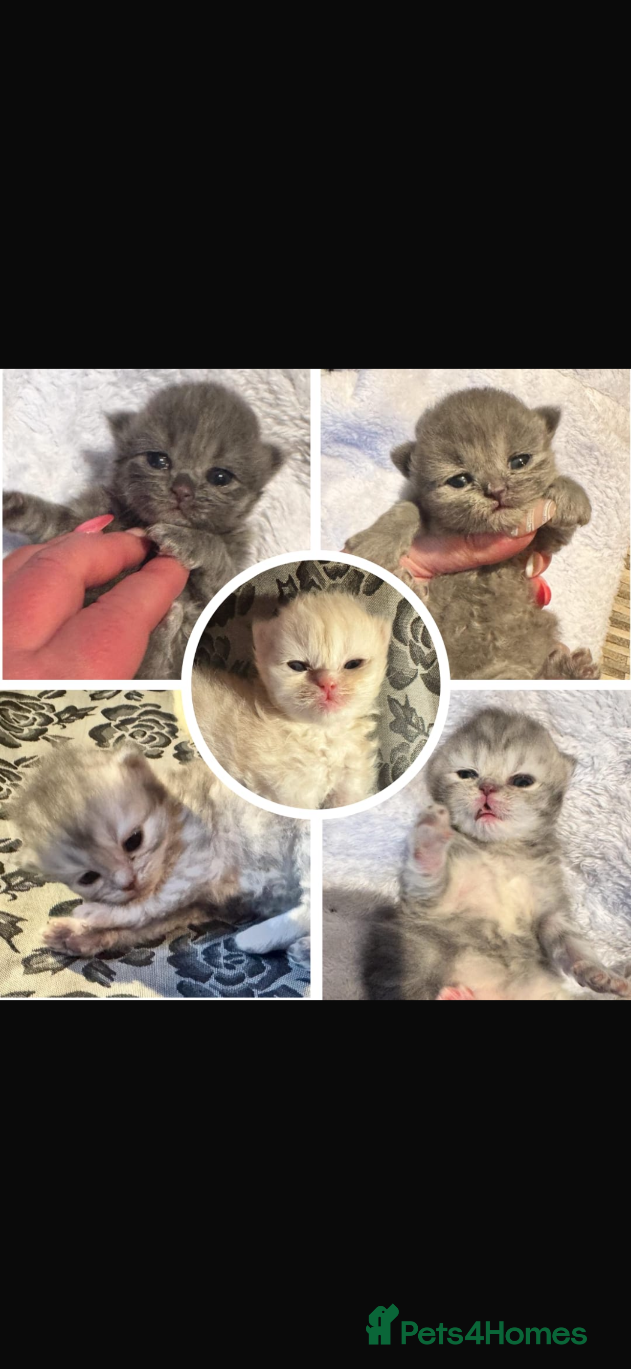 Maine Coon cats Main coon adorable kittens  - Advert 10