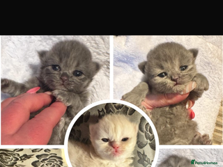 Maine Coon cats Main coon adorable kittens - Advert 12