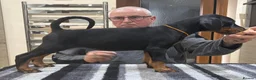 Dobermann dogs for sale: Top Quality Dobermann Puppies Available - Advert 2