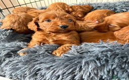 Cockapoo dogs for sale: Beautiful fox red cockapoo - Image 5