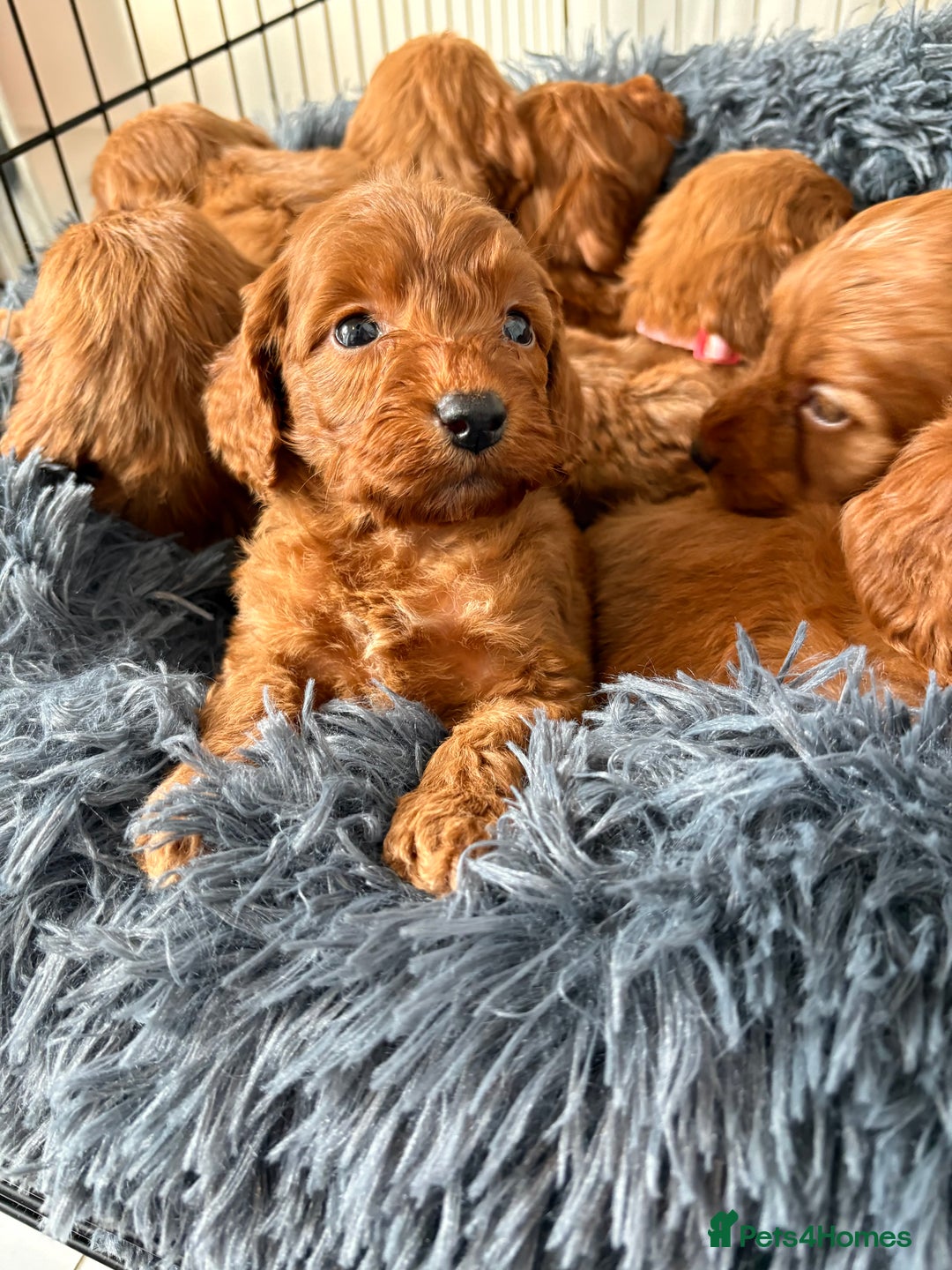 Cockapoo dogs for sale: Beautiful fox red cockapoo - Image 5