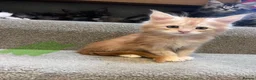 Maine Coon cats for sale: 10kittens 🐱 Ready to leave now  - Advert 3