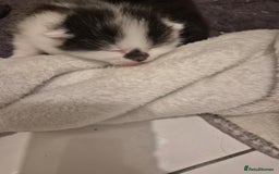 Persian cats for sale: Beautiful kitten - Image 2
