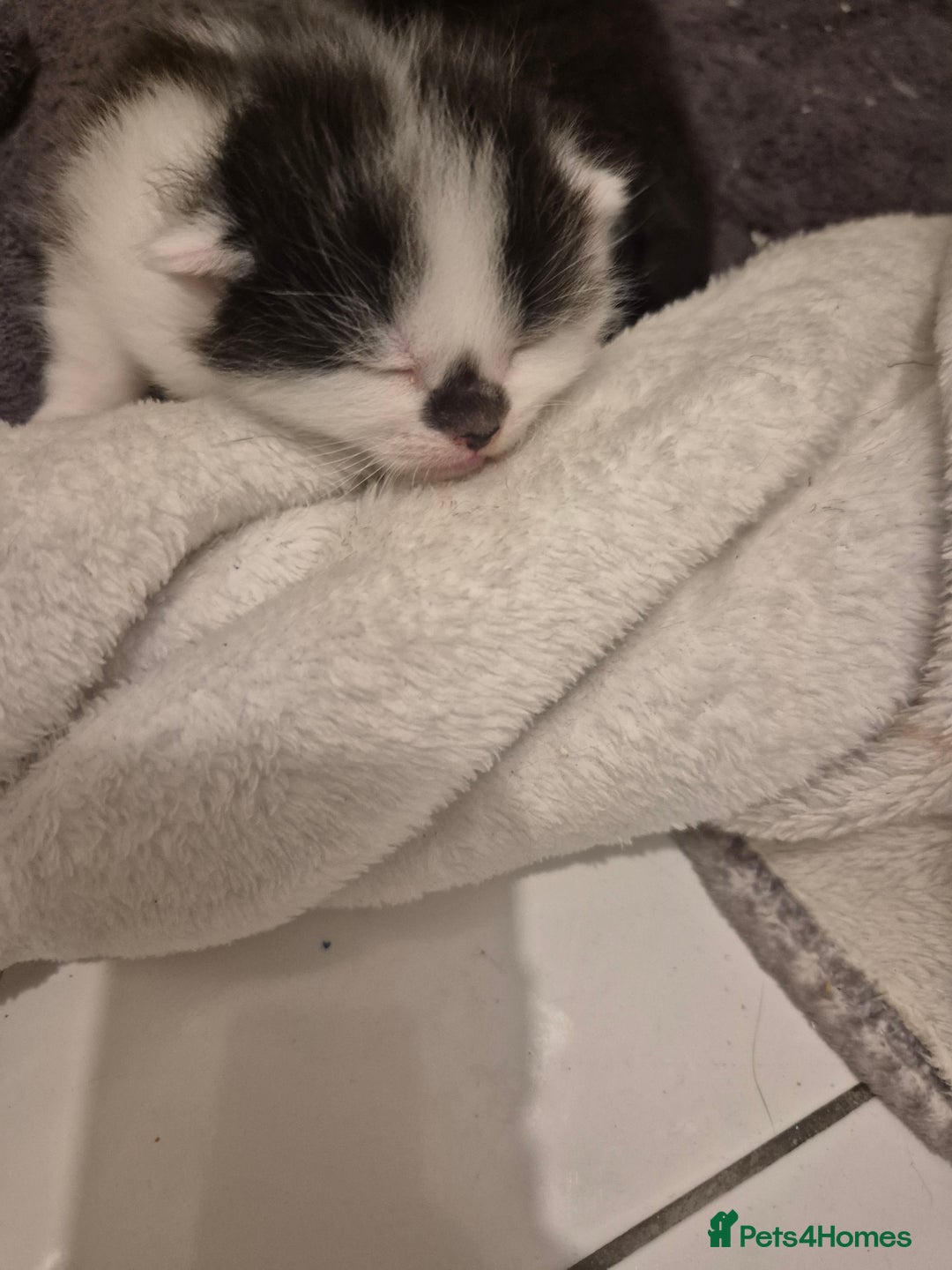 Persian cats for sale: Beautiful kitten - Image 2