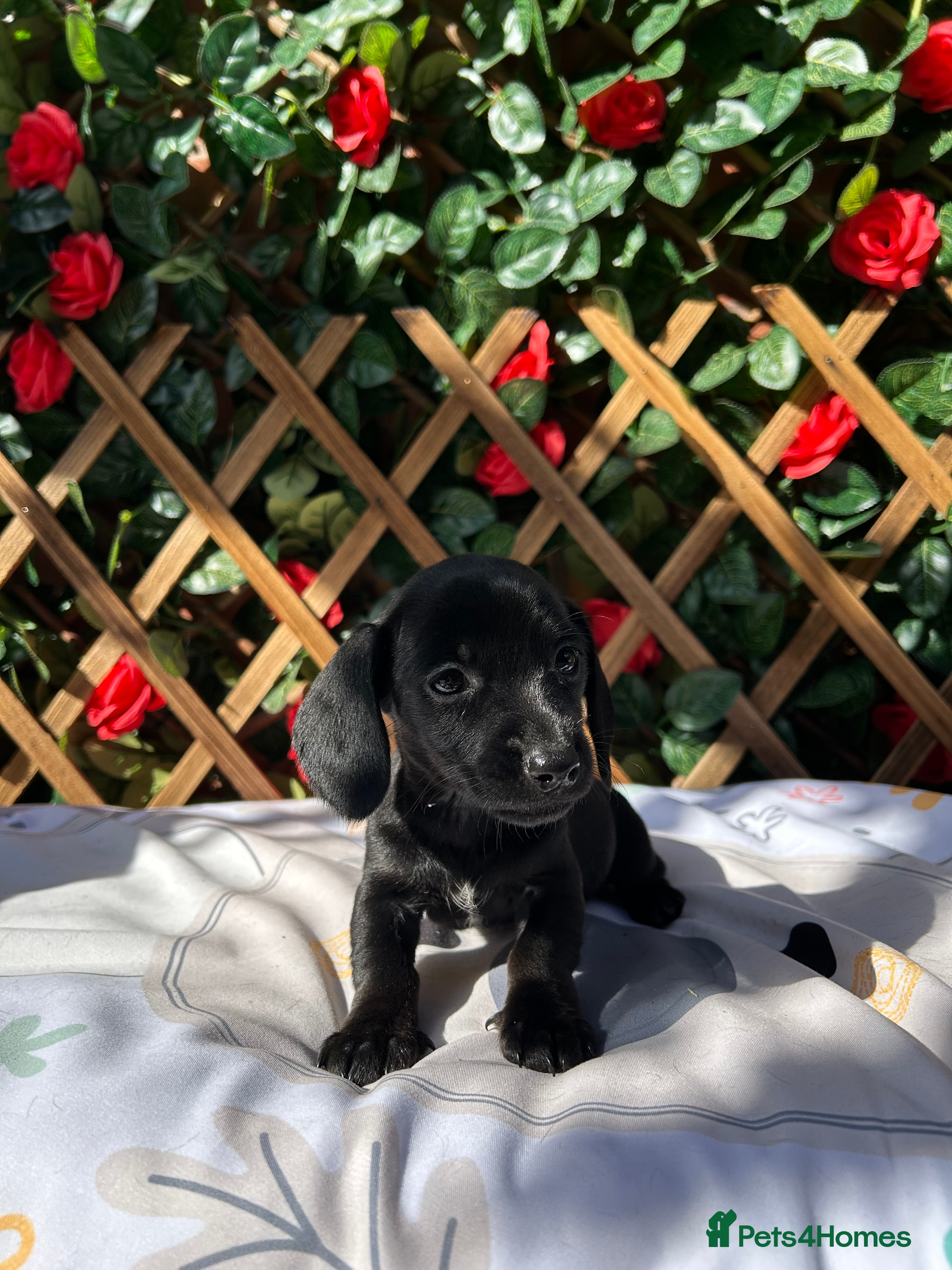 Miniature Dachshund dogs BEAUTIFUL PETIT LITTER OF MINI KC REG PRA CLEAR - Advert 2