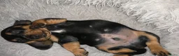 Dachshund dogs for sale: Beautiful short haired dachshund puppies for sale - Advert 10
