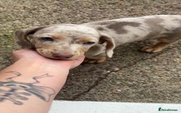 Dachshund dogs for sale: Beautiful girl dachshund  - Image 1