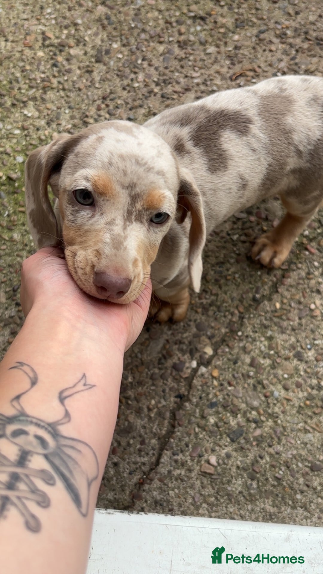 Dachshund dogs for sale: Beautiful girl dachshund  - Image 1