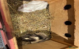Guinea Pig rodents for sale: 2 pretty baby guinea pigs looking homes. - Image 14