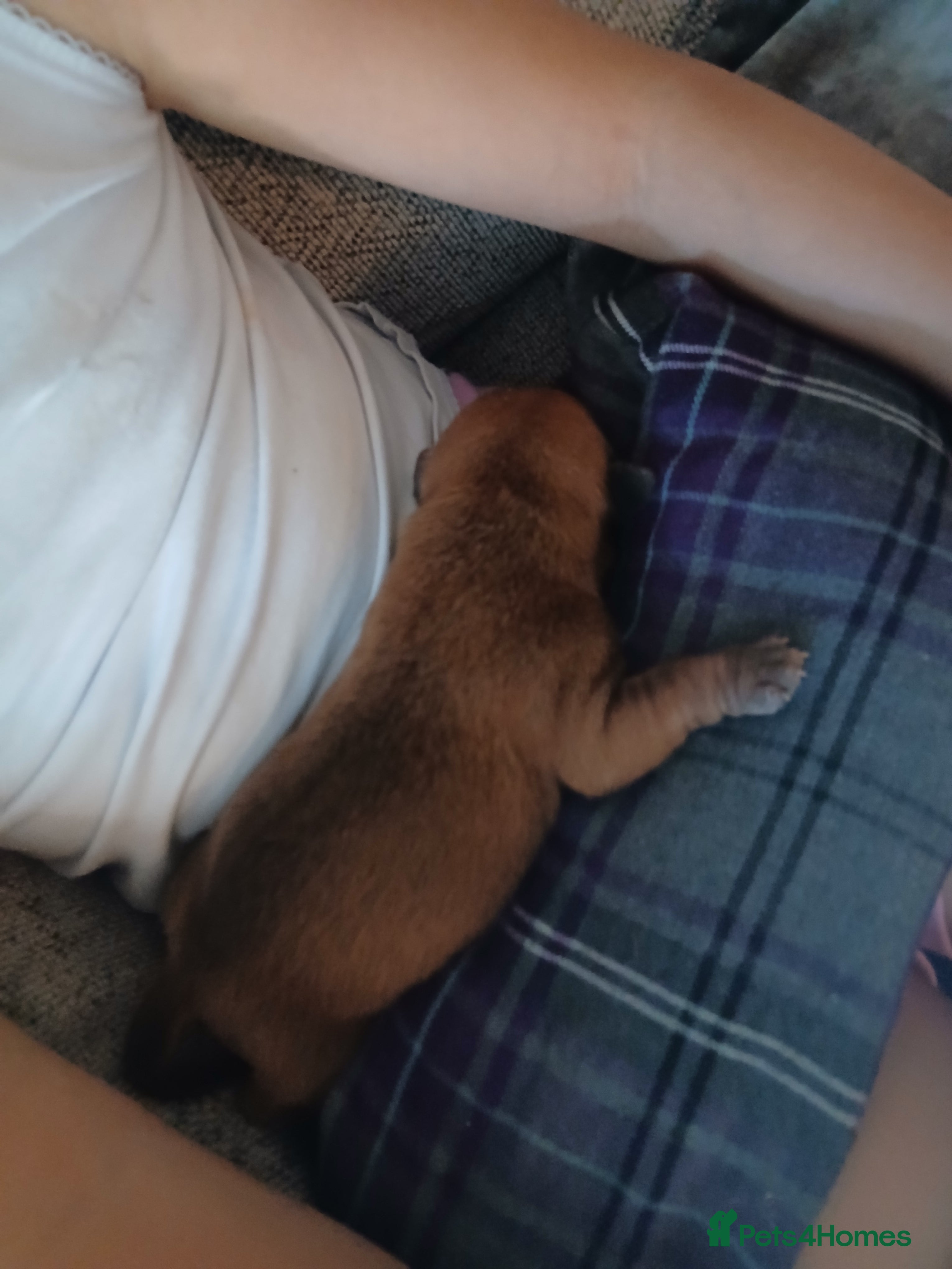 Staffordshire Bull Terrier dogs for sale: 🧸RED STAFFORDSHIRE BULLTERRIER BOY🧸 - Advert 2