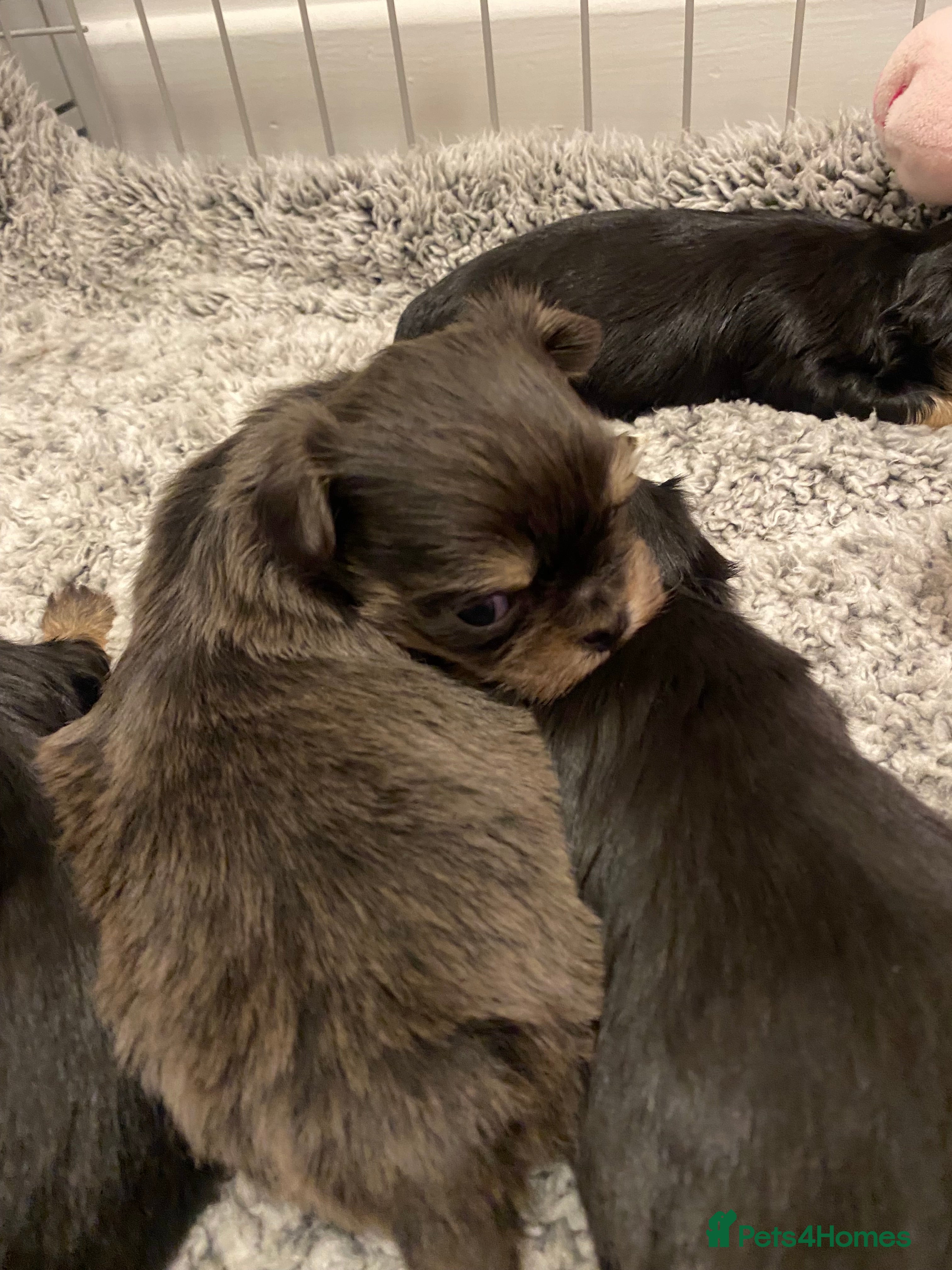 Mixed Breed dogs Tini malchi puppies  - Advert 6