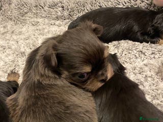 Mixed Breed dogs Tini malchi puppies - Advert 16