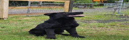 German Shepherd dogs for sale: Elite DDR / Czech Working Line GSD Pups in Ashton-under-Lyne - Advert 26