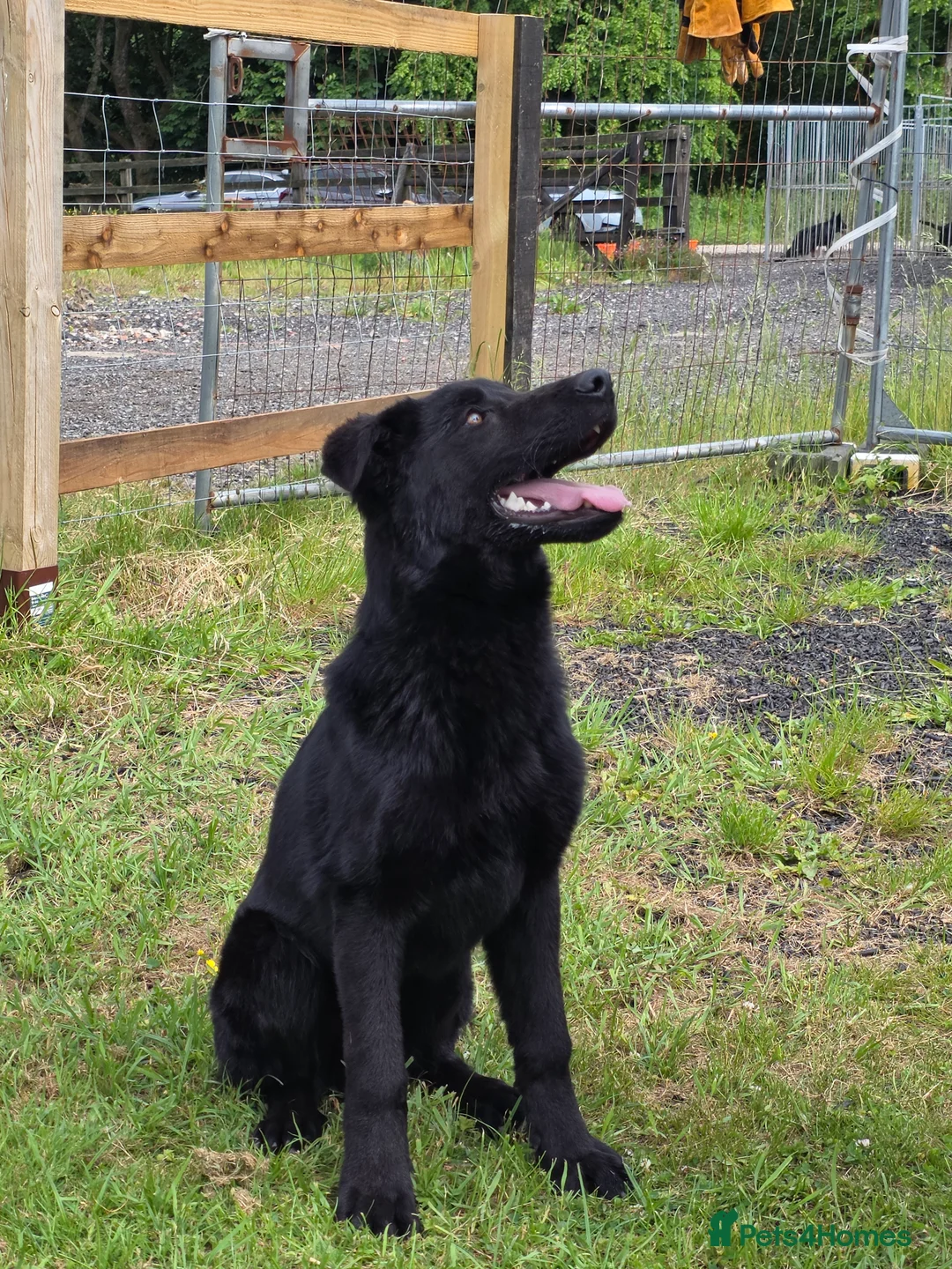 German Shepherd dogs for sale: Elite DDR / Czech Working Line GSD Pups - Advert 26