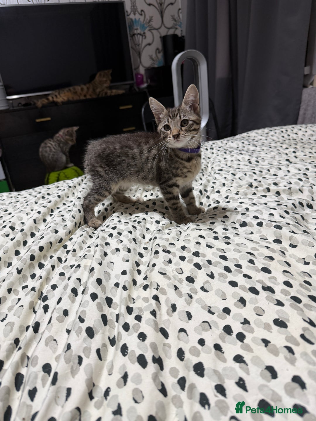 Mixed Breed cats for sale: Savannah X Siamese Kittens - Advert 3