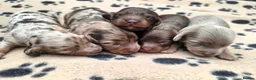 Miniature Dachshund dogs for sale: True Long Hair Minature Dachshunds - Advert 1