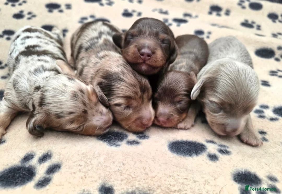 Miniature Dachshund dogs for sale: True Long Hair Minature Dachshunds - Advert 1