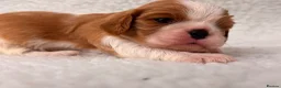 Cavalier King Charles Spaniel dogs for sale: Adorable Purebred Cavalier puppies - Advert 9