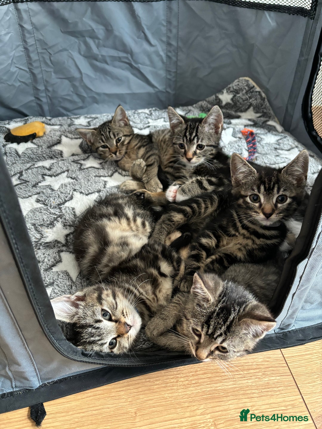 American Shorthair cats for sale: 🌟5 Adorable Kittens Ready For 4ever Home 🌟 - Advert 4