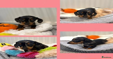 Miniature Dachshund dogs - Advert 4