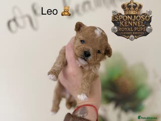 Maltipoo dogs 👑One in a Million F1 tiny Asian Maltipoo👑 - Advert 1