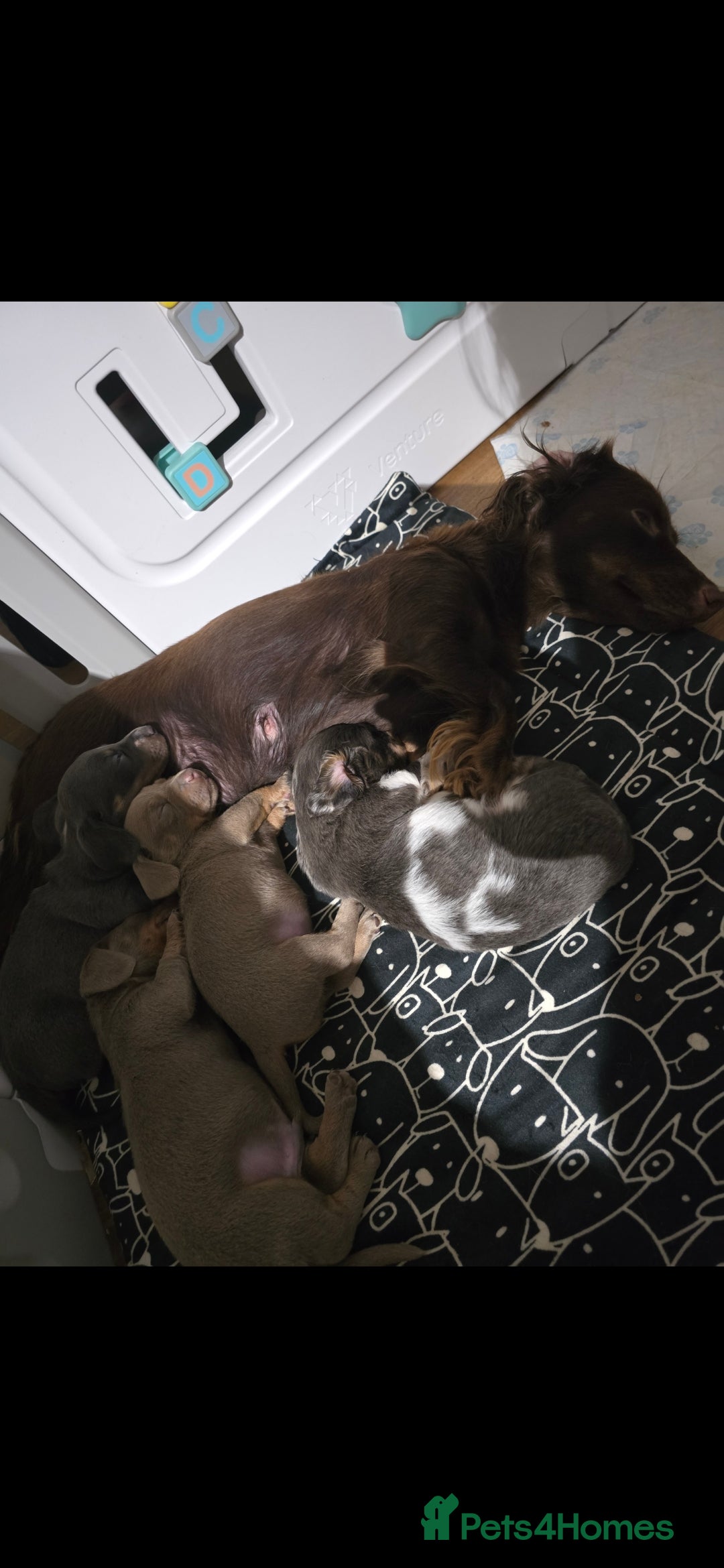 Dachshund dogs for sale: Short and long hair miniature dashund  - Image 28