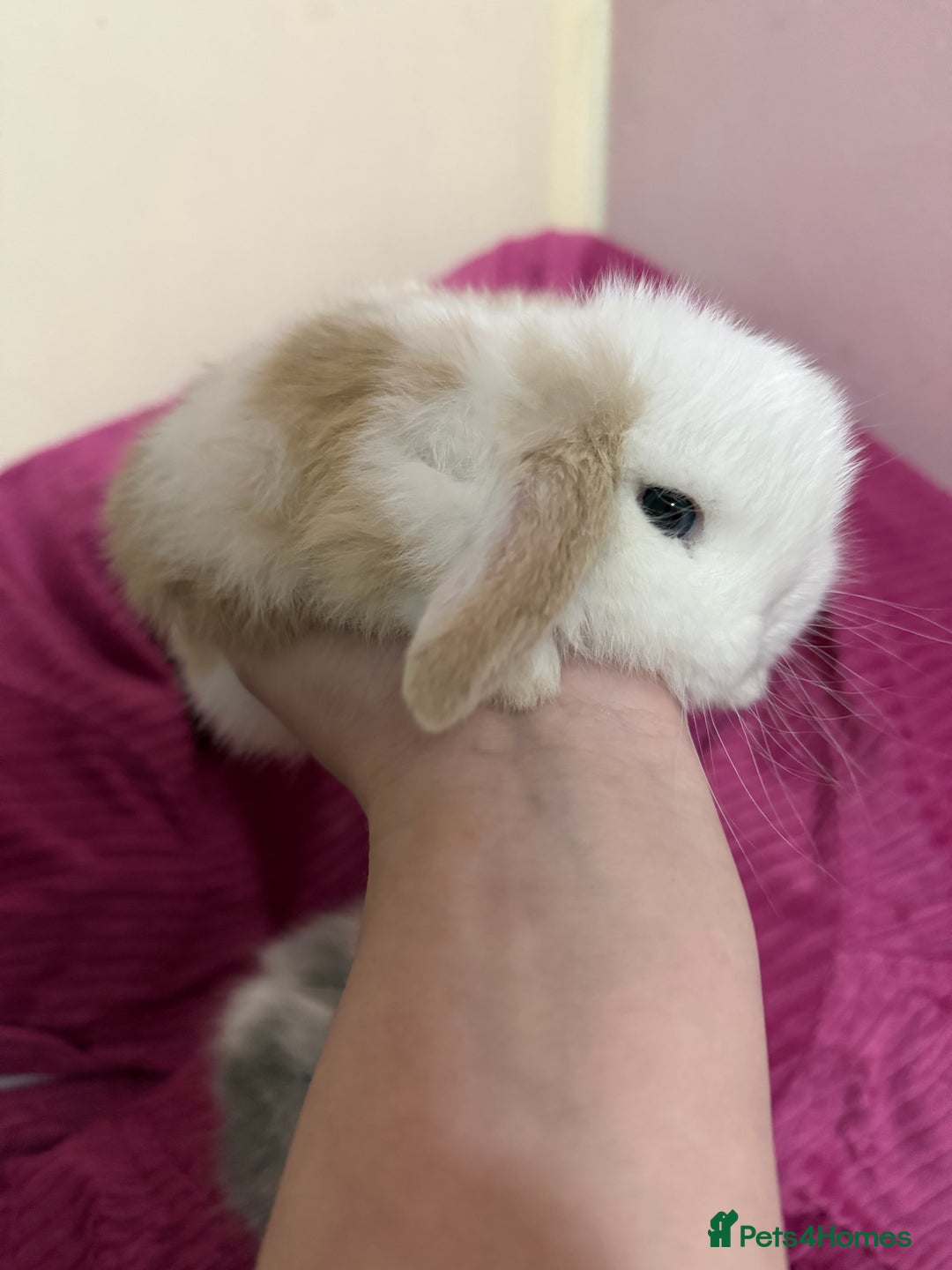Mini Lop rabbits for sale: Beautiful mini lop rabbits  - Image 2
