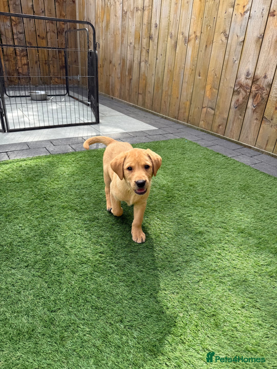 Labrador Retriever dogs for sale: Outstanding KC Registered Fox Red Labs  🐾🩵 in Newton Aycliffe - Image 2