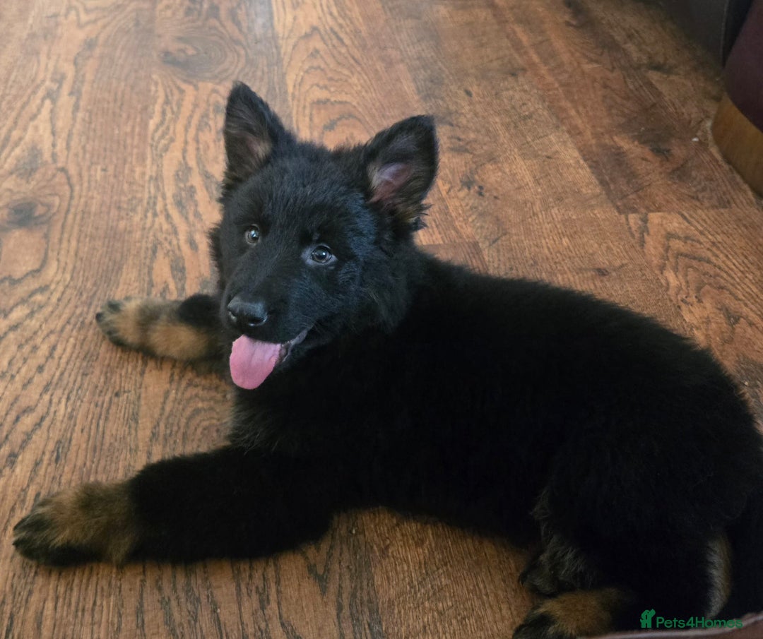 Mixed Breed dogs for sale: German Shepherd X Puppy - ready for a home - Advert 11