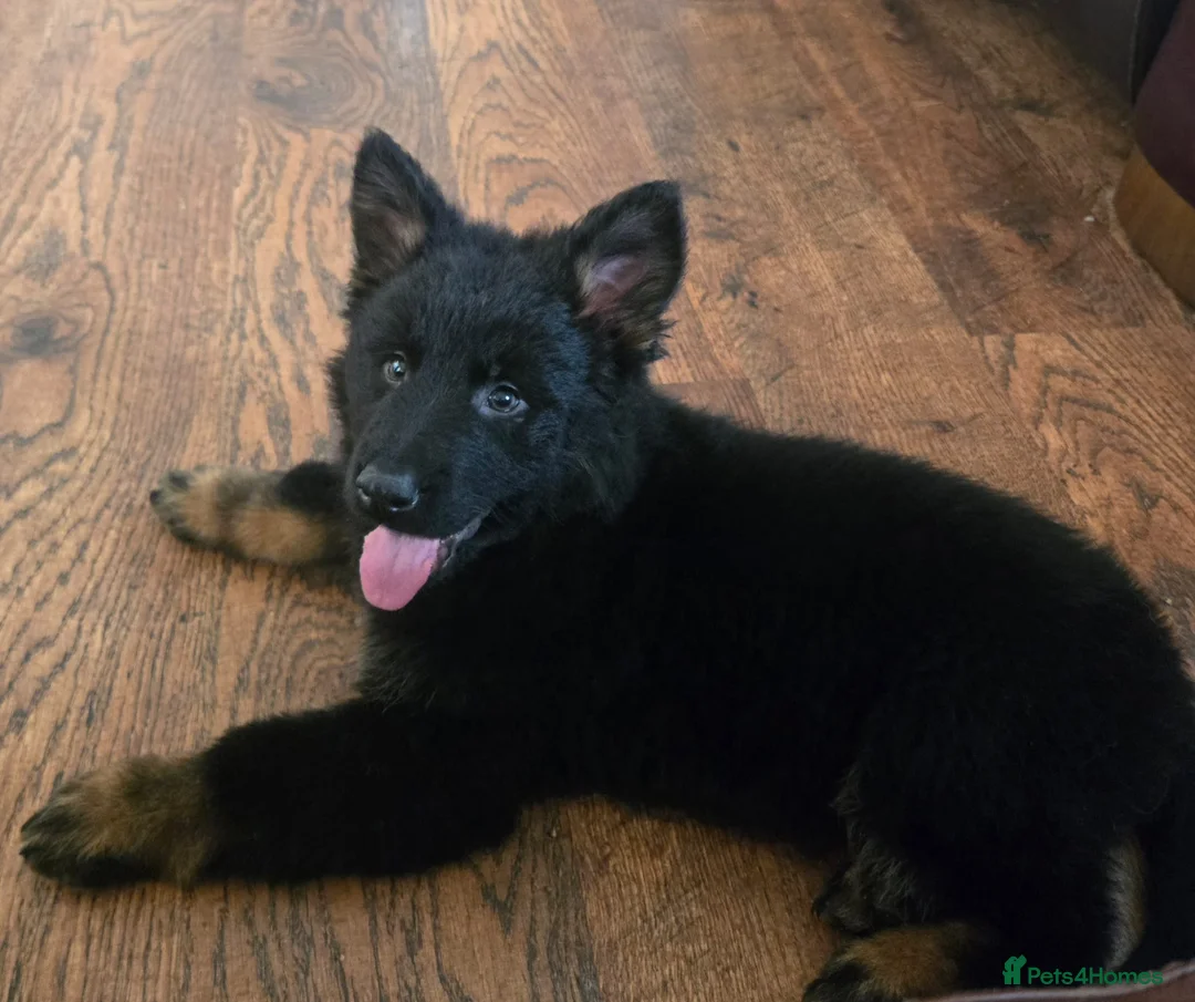 Mixed Breed dogs for sale: German Shepherd X Puppy - ready for a home - Advert 11